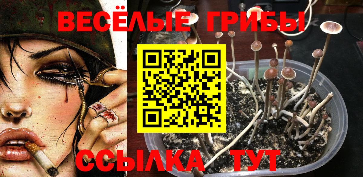 Галлюциногенные грибы Psilocybine cubensis Карпинск